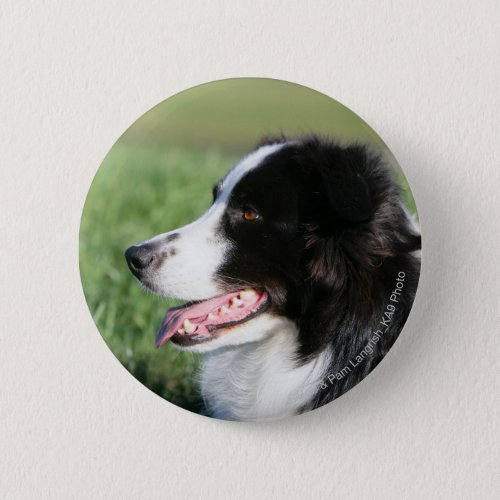 Border Collie Puppy Laying Down Pinback Button