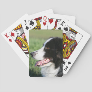 Border Collie Puppy Laying Down Poker Cards
