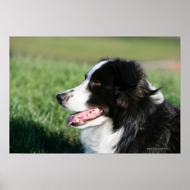 Border Collie Puppy Laying Down Poster (Front)