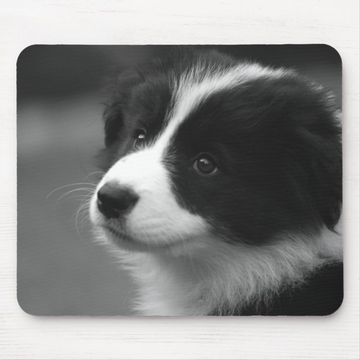 Border Collie Puppy Mousemats