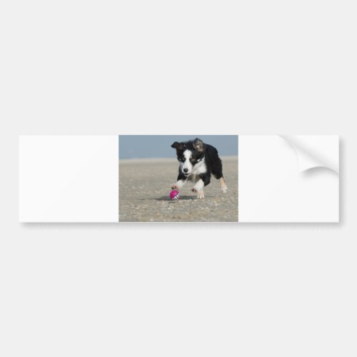 border collie puppy on beach with toy bumper sticker