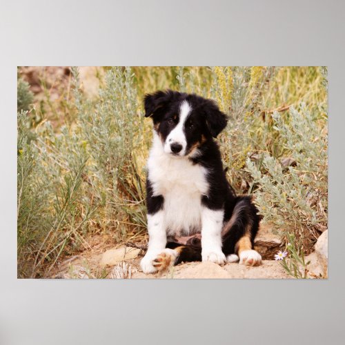 Border Collie Puppy Portrait Poster