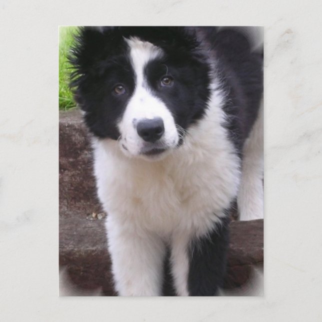 Border Collie Puppy Postcard (Front)