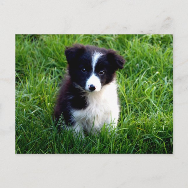 Border Collie Puppy Postcard (Front)