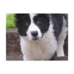 Border Collie Puppy Postcard