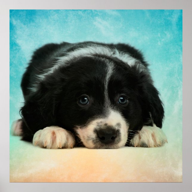 Border Collie Puppy Poster (Front)