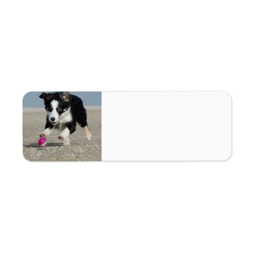border collie puppy running on beach with toy label