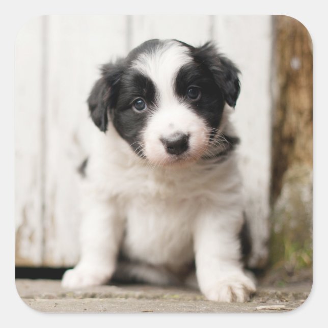 Border Collie Puppy Square Sticker (Front)