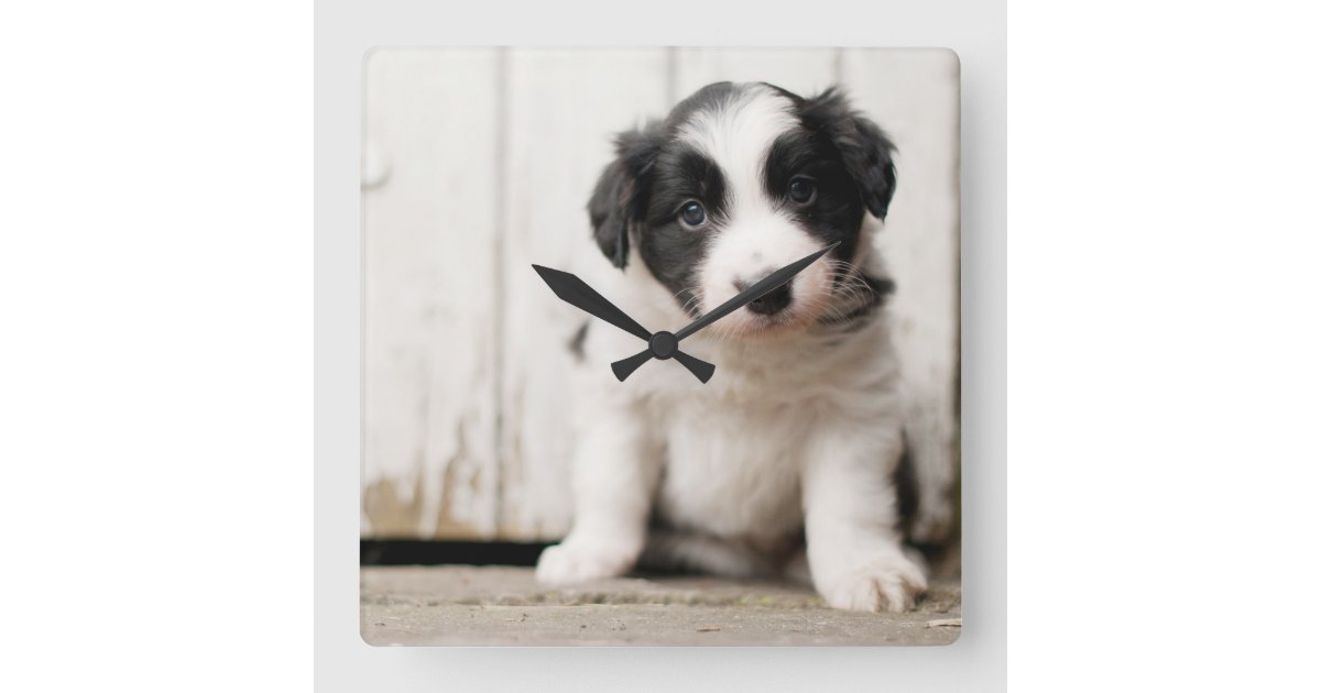 Border Collie Puppy Square Wall Clock | Zazzle