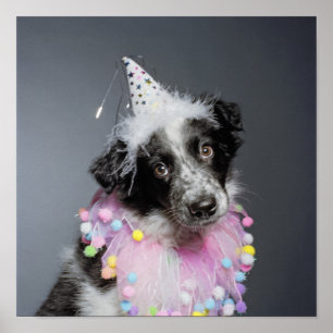Border Collie Puppy Wearing Hat Poster