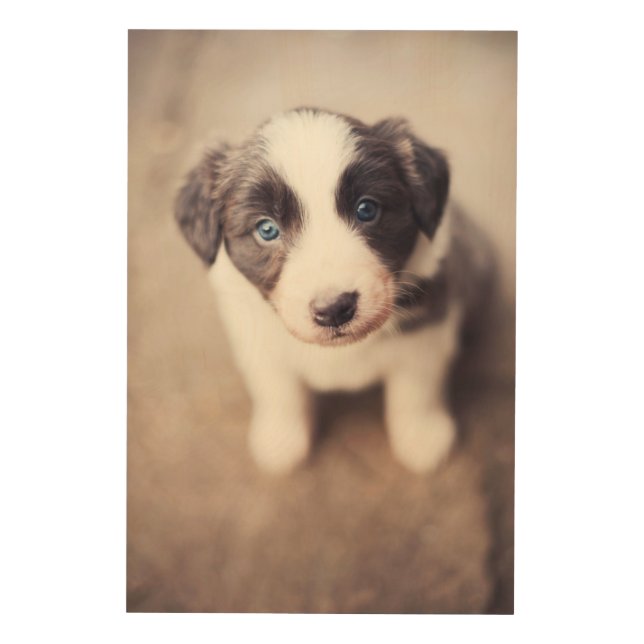 Border Collie Puppy With Blue Eyes Wood Wall Decor (Front)