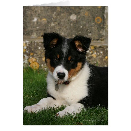 Border Collie Puppy with Leaf in Mouth (Front)