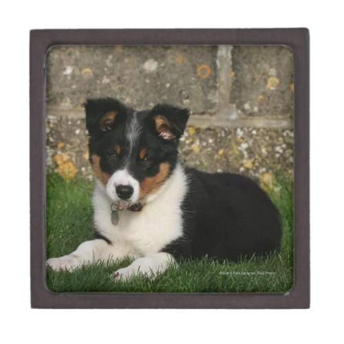 Border Collie Puppy with Leaf in Mouth Gift Box