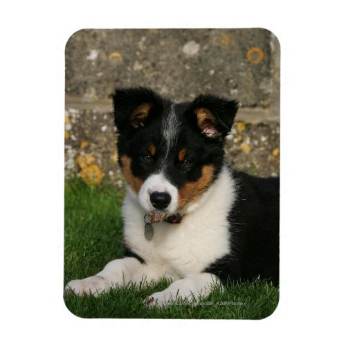 Border Collie Puppy with Leaf in Mouth Magnet