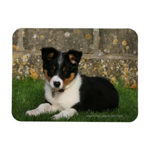 Border Collie Puppy with Leaf in Mouth Magnet
