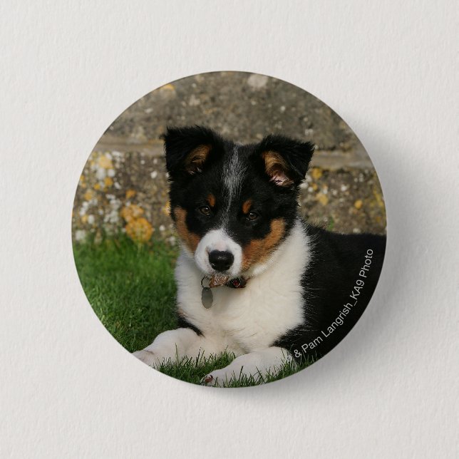 Border Collie Puppy with Leaf in Mouth Pinback Button (Front)