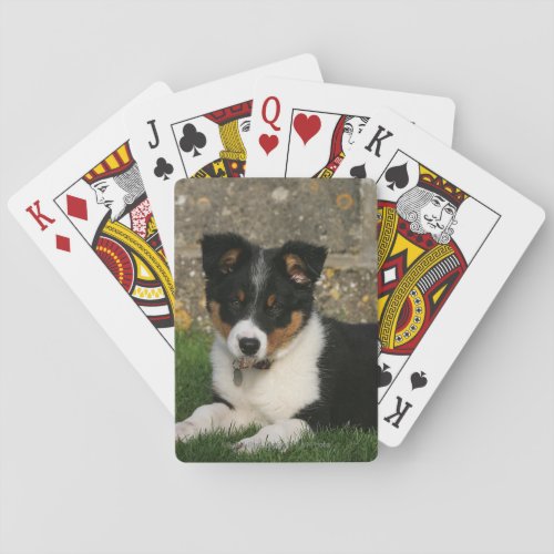 Border Collie Puppy with Leaf in Mouth Playing Cards