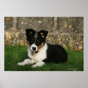 Border Collie Puppy with Leaf in Mouth Poster