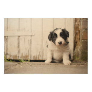 Border Collie Puppy Wood Wall Art