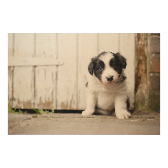 Border Collie Puppy Wood Wall Art (Front)