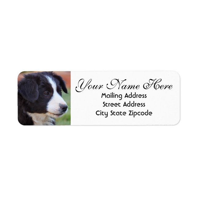 Border Collie Return Address Label (Front)