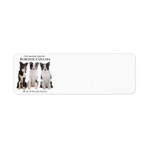 Border Collie Return Address Labels