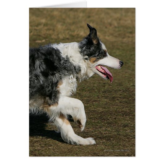 Border Collie Running 1 Cards (Front)