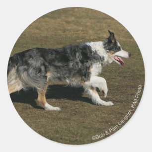 Border Collie Running 1 Classic Round Sticker