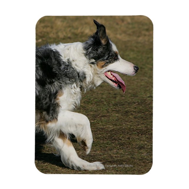 Border Collie Running 1 Magnet (Vertical)