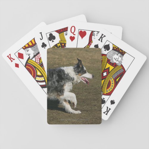 Border Collie Running 1 Playing Cards