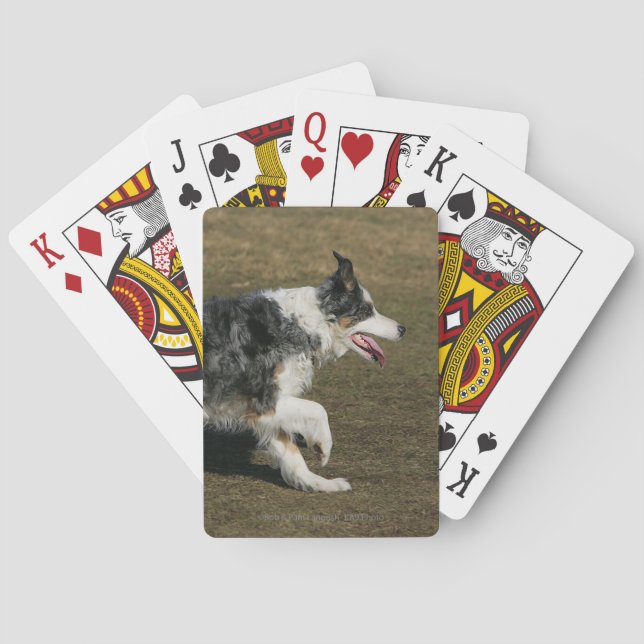 Border Collie Running 1 Poker Cards (Back)