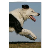 Border Collie Running 2 (Front)