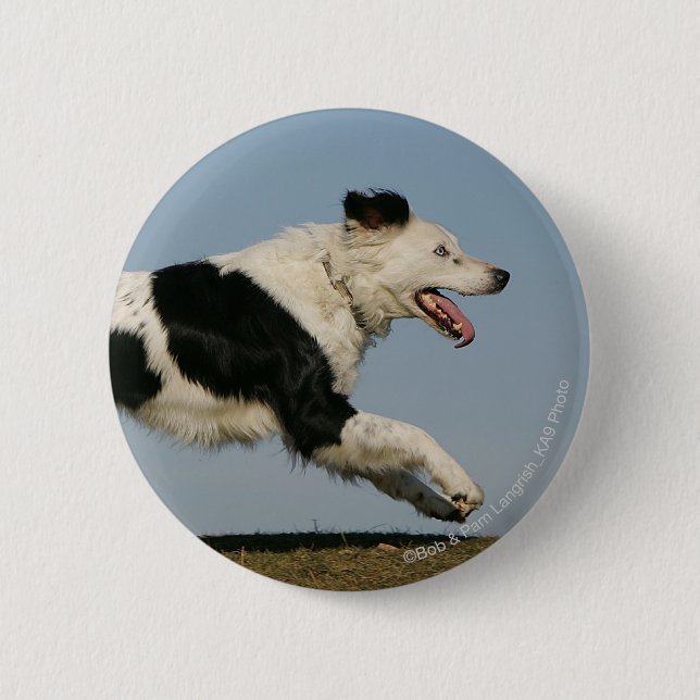 Border Collie Running 2 Button (Front)