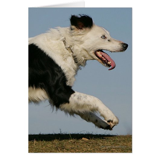 Border Collie Running 2 Cards (Front)