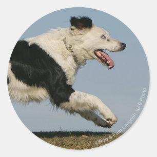 Border Collie Running 2 Classic Round Sticker