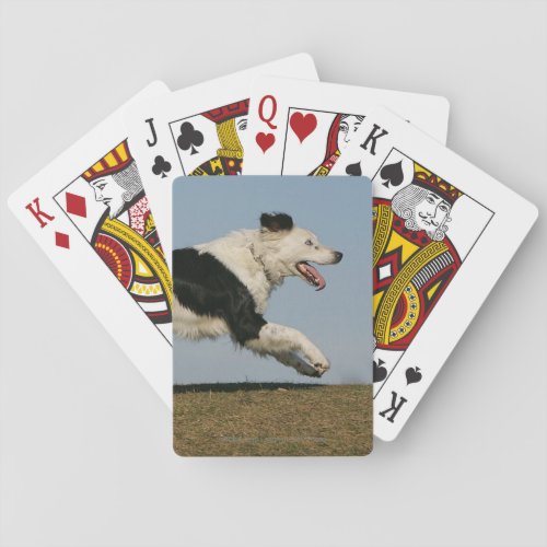 Border Collie Running 2 Playing Cards