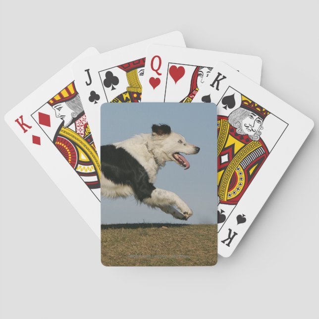 Border Collie Running 2 Poker Cards (Back)