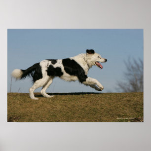 Border Collie Running 2 Poster