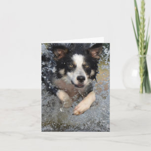 border collie running in water card