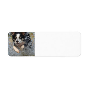 border collie running in water label