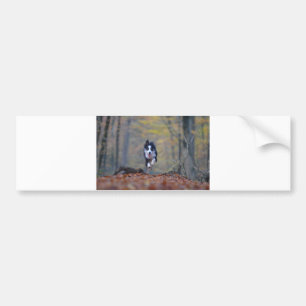 border collie running in woods bumper sticker