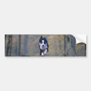 border collie running in woods bumper sticker