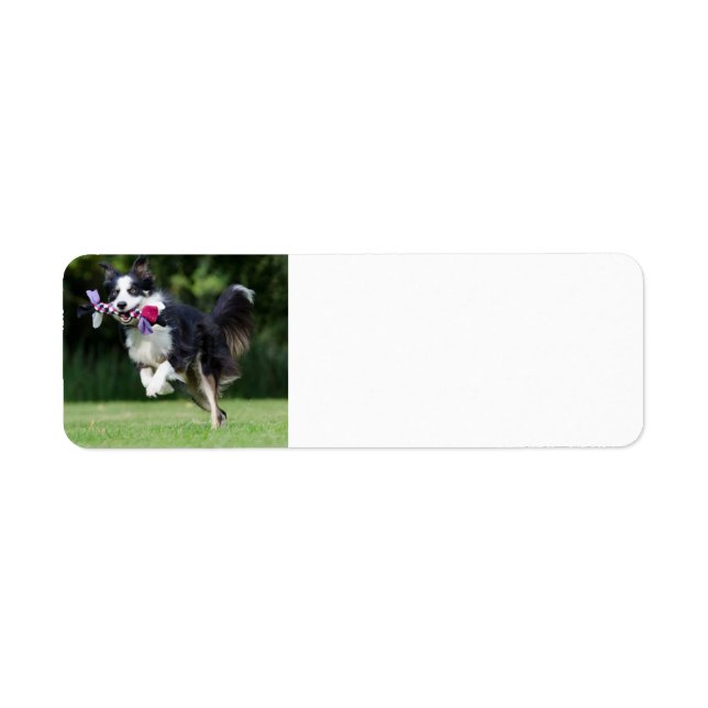 border collie running with toy label (Front)