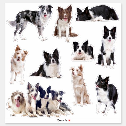 Border Collie set of 10 stickers