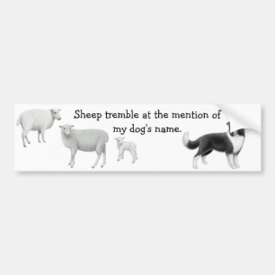 Border Collie & Sheep Herding Bumper Sticker