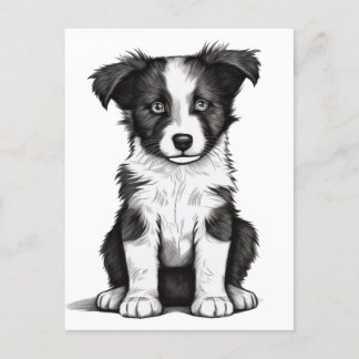 Border Collie Sheepdog Australian Shephard Puppy Postcard