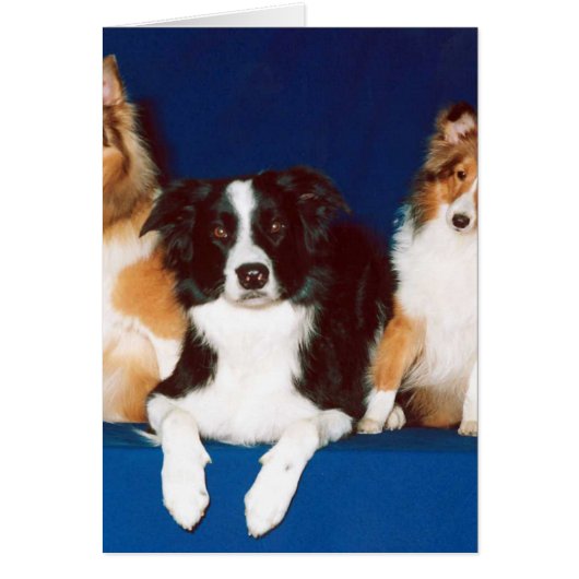 Border Collie & Shelties Cards (Front)