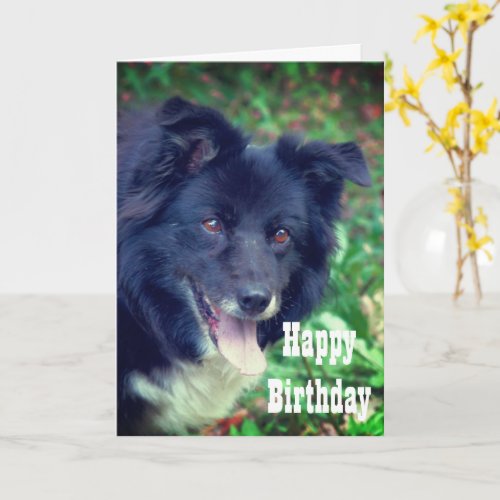 Border Collie Smiling Cute Birthday Card