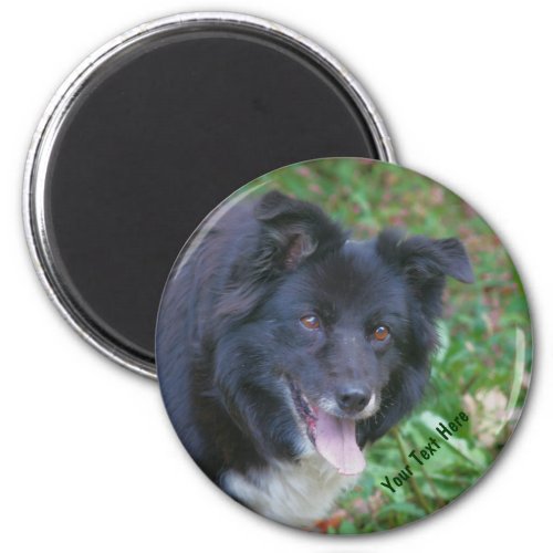 Border Collie Smiling Cute Dog Magnet