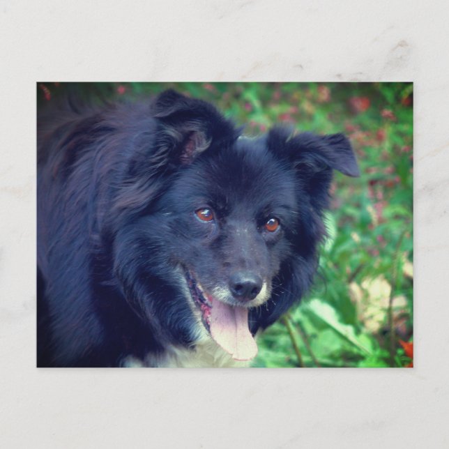 Border Collie Smiling Cute Dog  Postcard (Front)